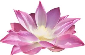莲花