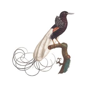 手绘鸟类插图