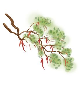 水墨中国风迎客松