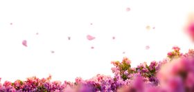 花朵边框
