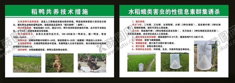 编号：69062002221327359229【酷图网】源文件下载-稻鸭共养技术措施