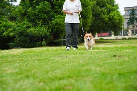 草地柯基犬