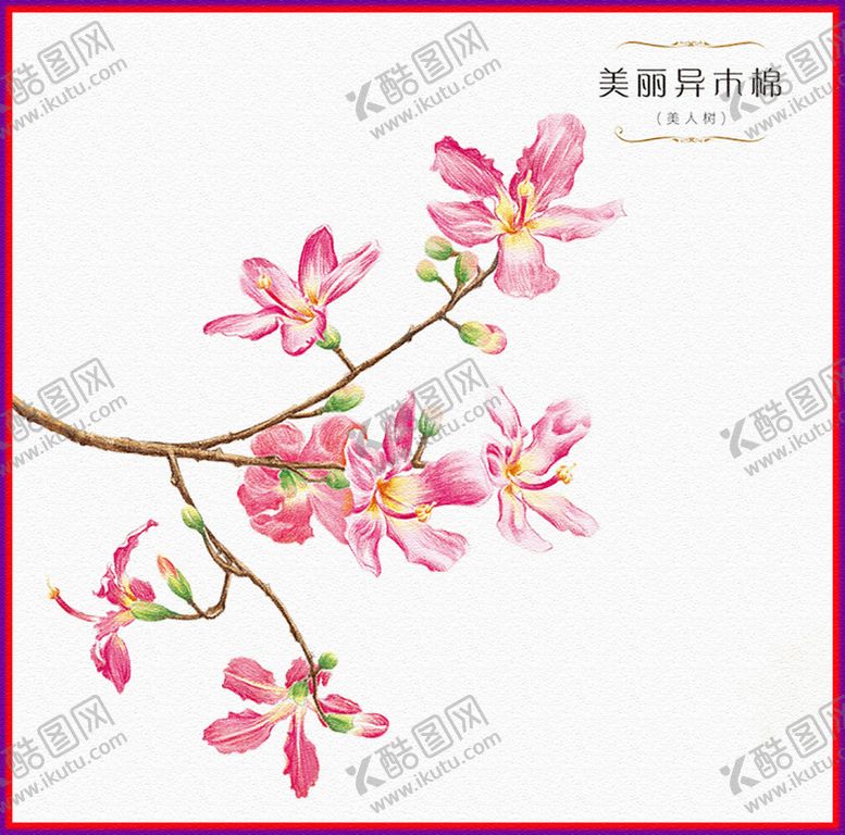 编号：23308905070313164321【酷图网】源文件下载-木棉花