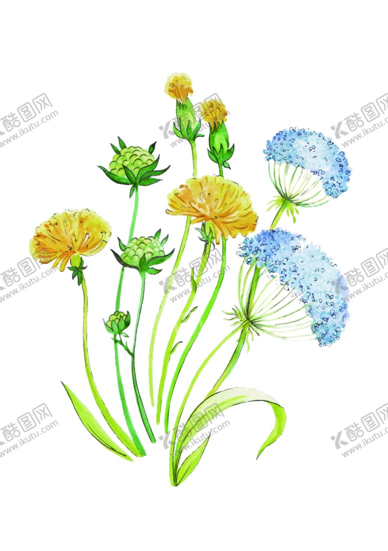 编号：96582704271500371110【酷图网】源文件下载-蒲公英水彩画