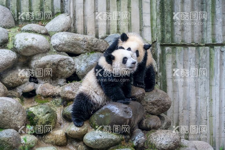 编号：40109411051143204509【酷图网】源文件下载-大熊猫