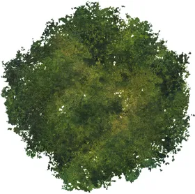 手绘植物素材免扣树木树叶