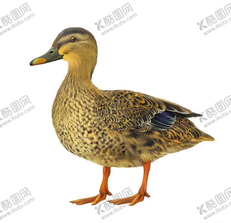 编号：60293205031354268876【酷图网】源文件下载-鸭子