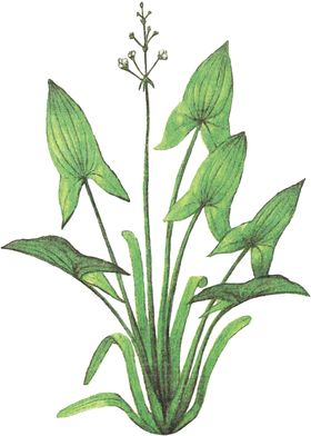 免扣水生植物素材图片