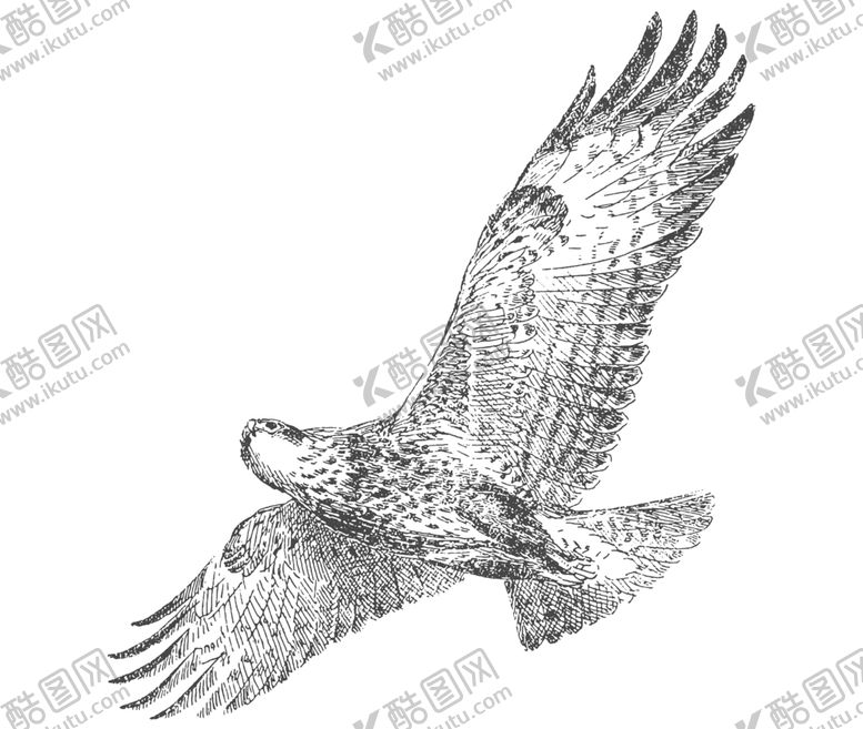 编号：34552909181109277370【酷图网】源文件下载-鸟类鸭子素材绘画