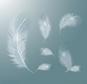 羽毛