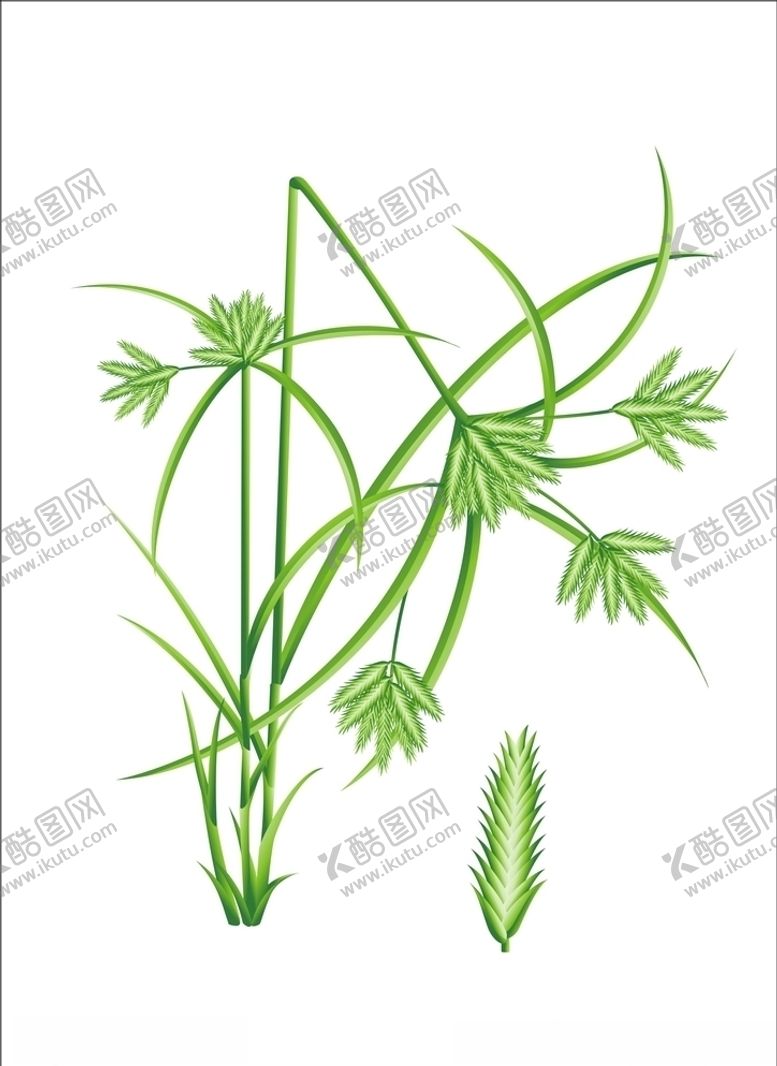 编号：71657409271025059772【酷图网】源文件下载-扁穗莎草
