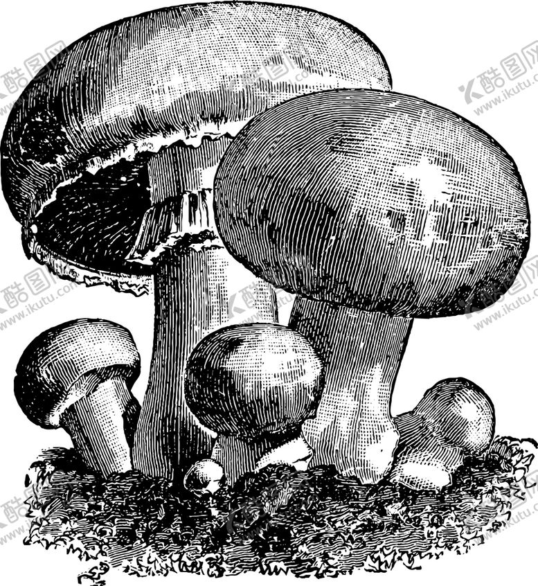 编号：42760910090410062941【酷图网】源文件下载-手绘蔬菜