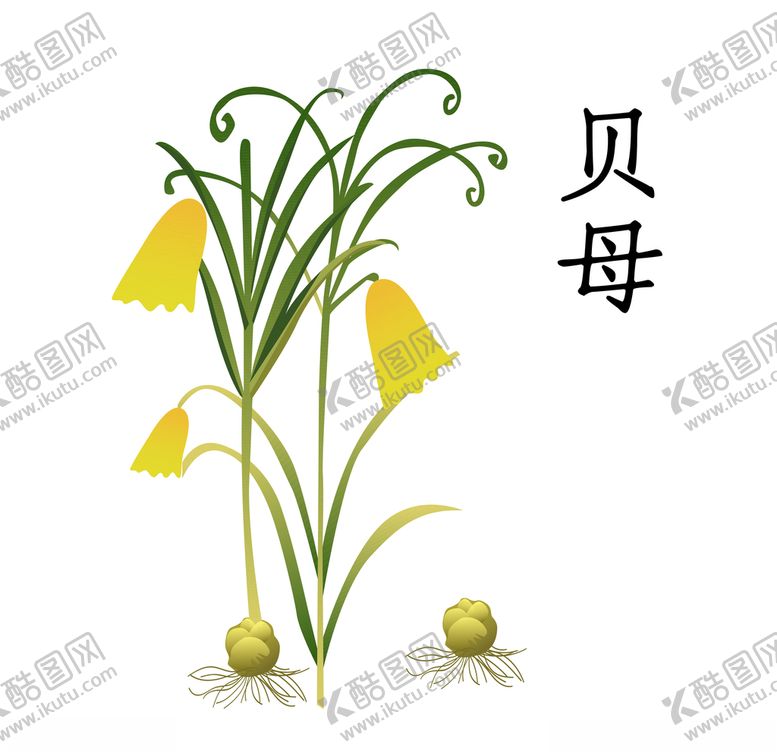 编号：96240009111943432856【酷图网】源文件下载-中草药贝母