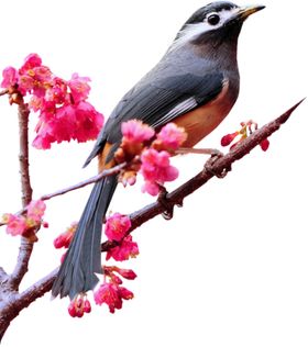 麻雀