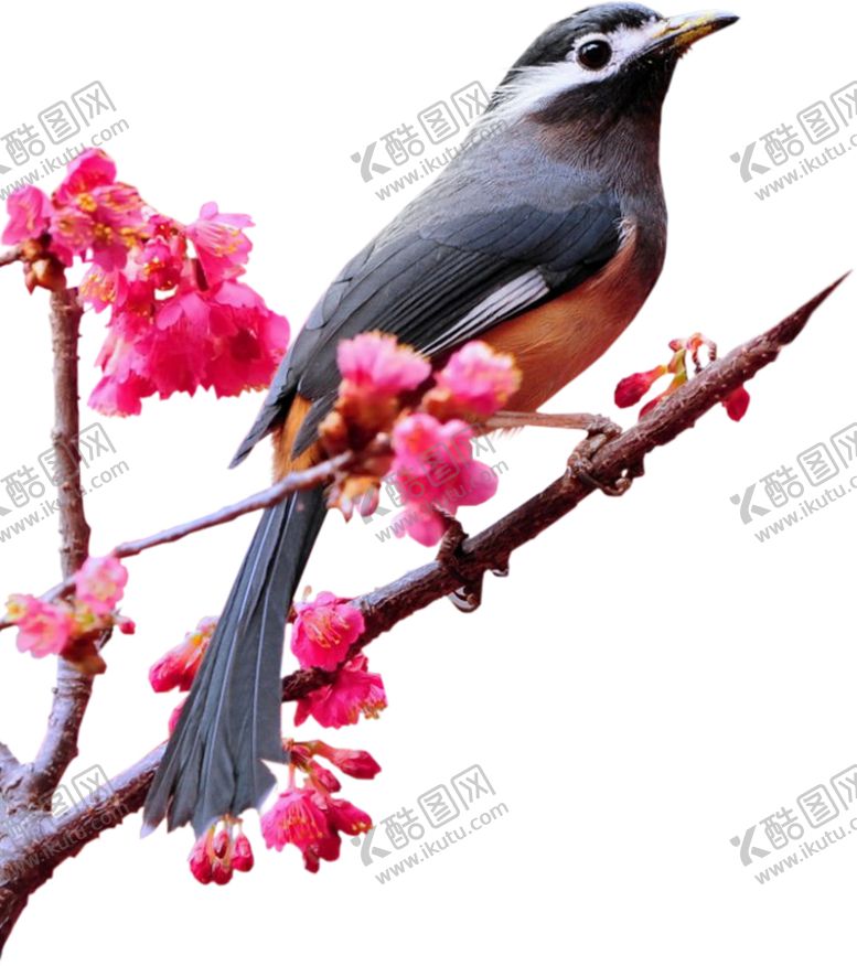 编号：40378209222024097021【酷图网】源文件下载-麻雀