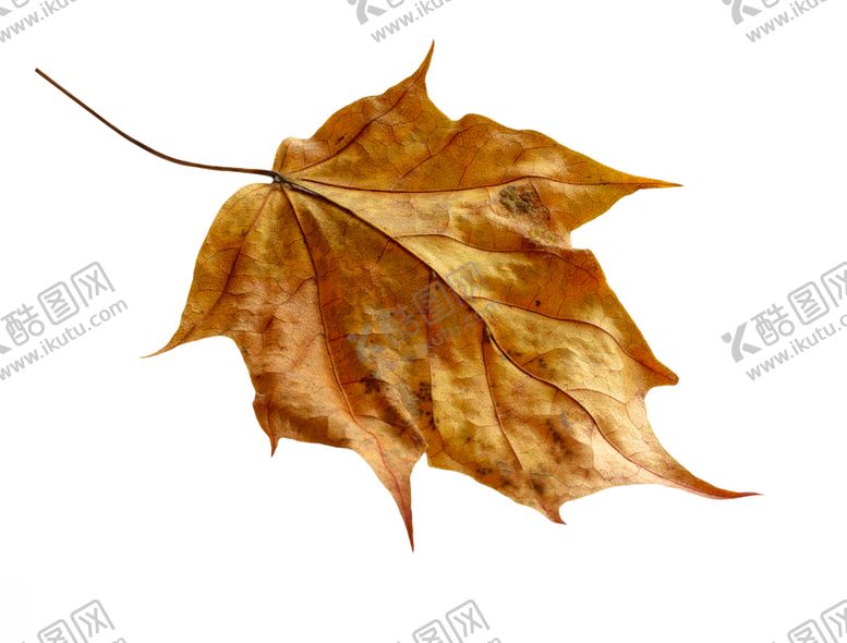 编号：25077909160739239620【酷图网】源文件下载-枫叶
