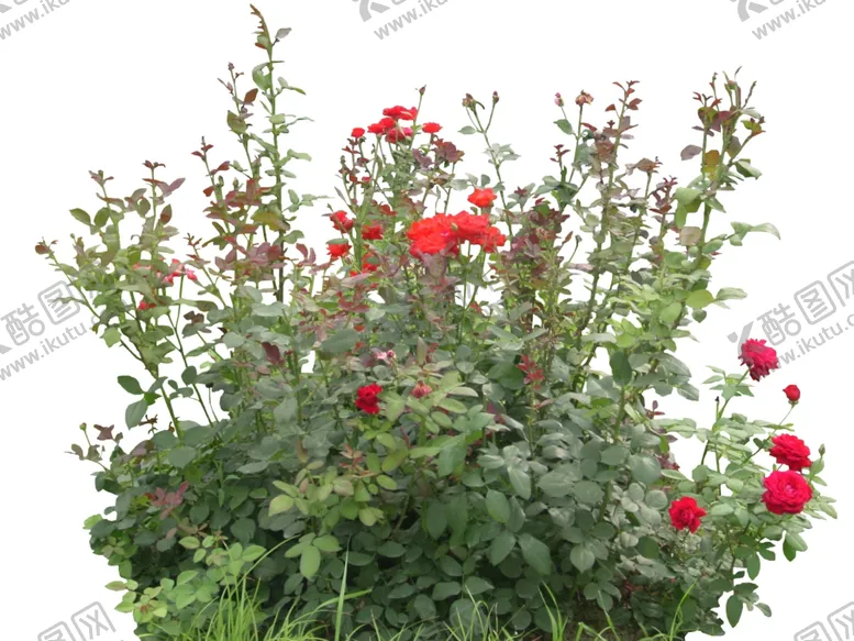 编号：84270009261041135325【酷图网】源文件下载-月季