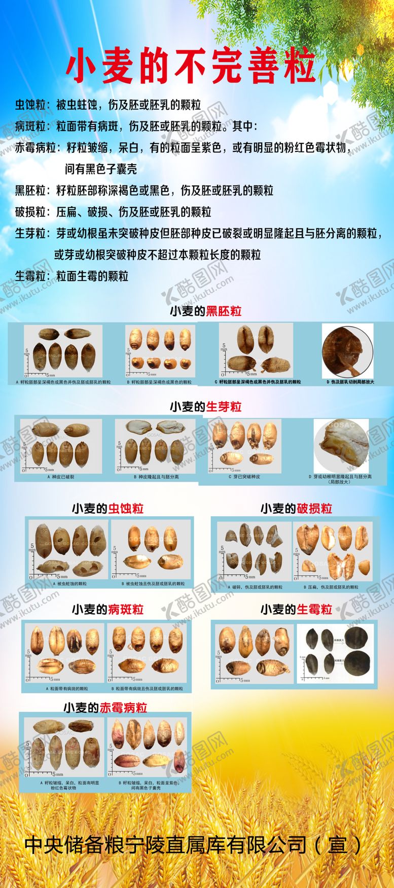 编号：81578604200915432757【酷图网】源文件下载-小麦的不完善粒
