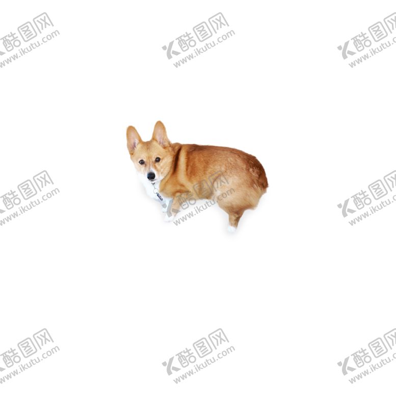 编号：87150806281930306426【酷图网】源文件下载-免扣柯基