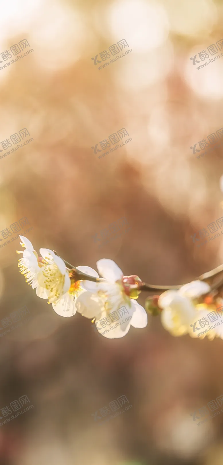 编号：22437706290519025655【酷图网】源文件下载-手机壁纸