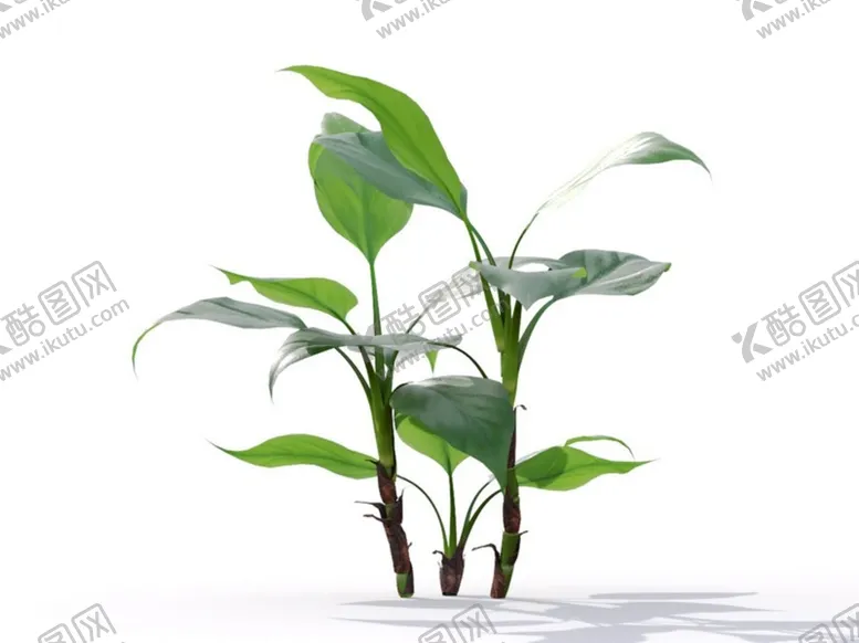 编号：65997401311027186965【酷图网】源文件下载-C4D模型草菜植物芭蕉棕榈