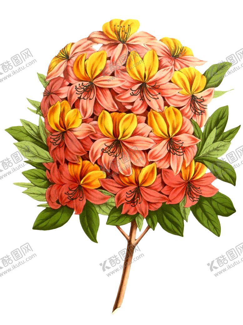 编号：71118710031509282215【酷图网】源文件下载-复古花朵植物图案