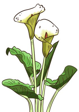马蹄莲花卉图形手绘花朵