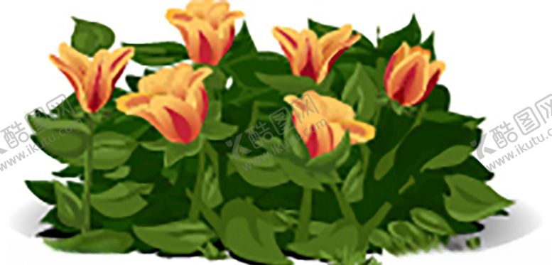 编号：26166510100211385105【酷图网】源文件下载-郁金香