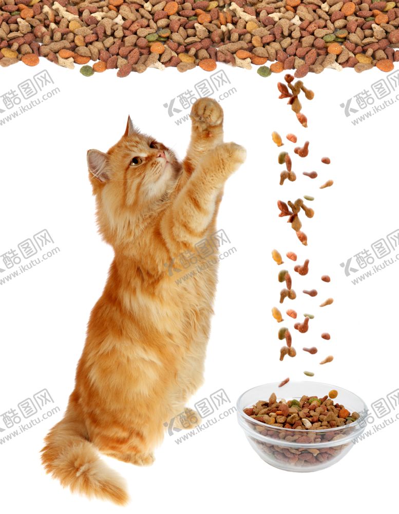编号：93759606242353288790【酷图网】源文件下载-猫粮猫
