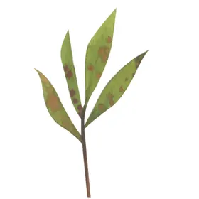 绿色水彩植物树叶