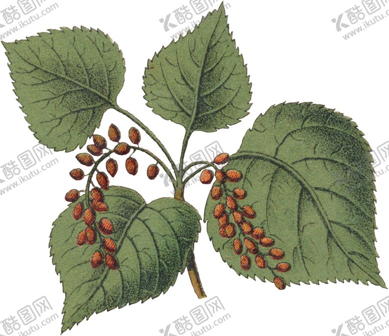 编号：84515805071256413188【酷图网】源文件下载-花草插画