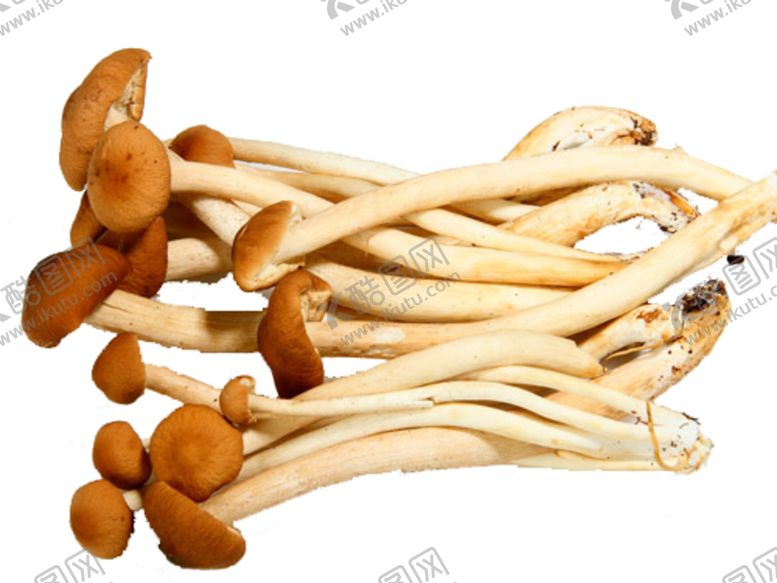 编号：84883809220540088588【酷图网】源文件下载-金针菇蘑菇平菇瓶装金福