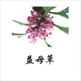 草本植物药材