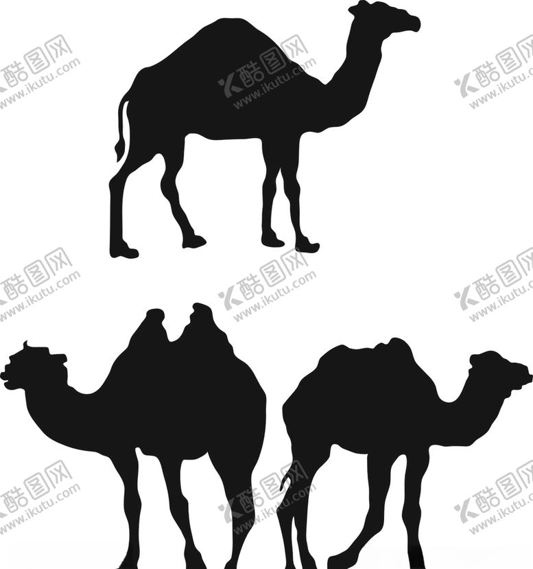 编号：61925909291941228187【酷图网】源文件下载-骆驼