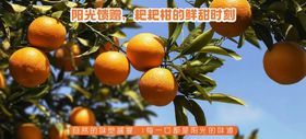 耙耙柑介绍展板海报