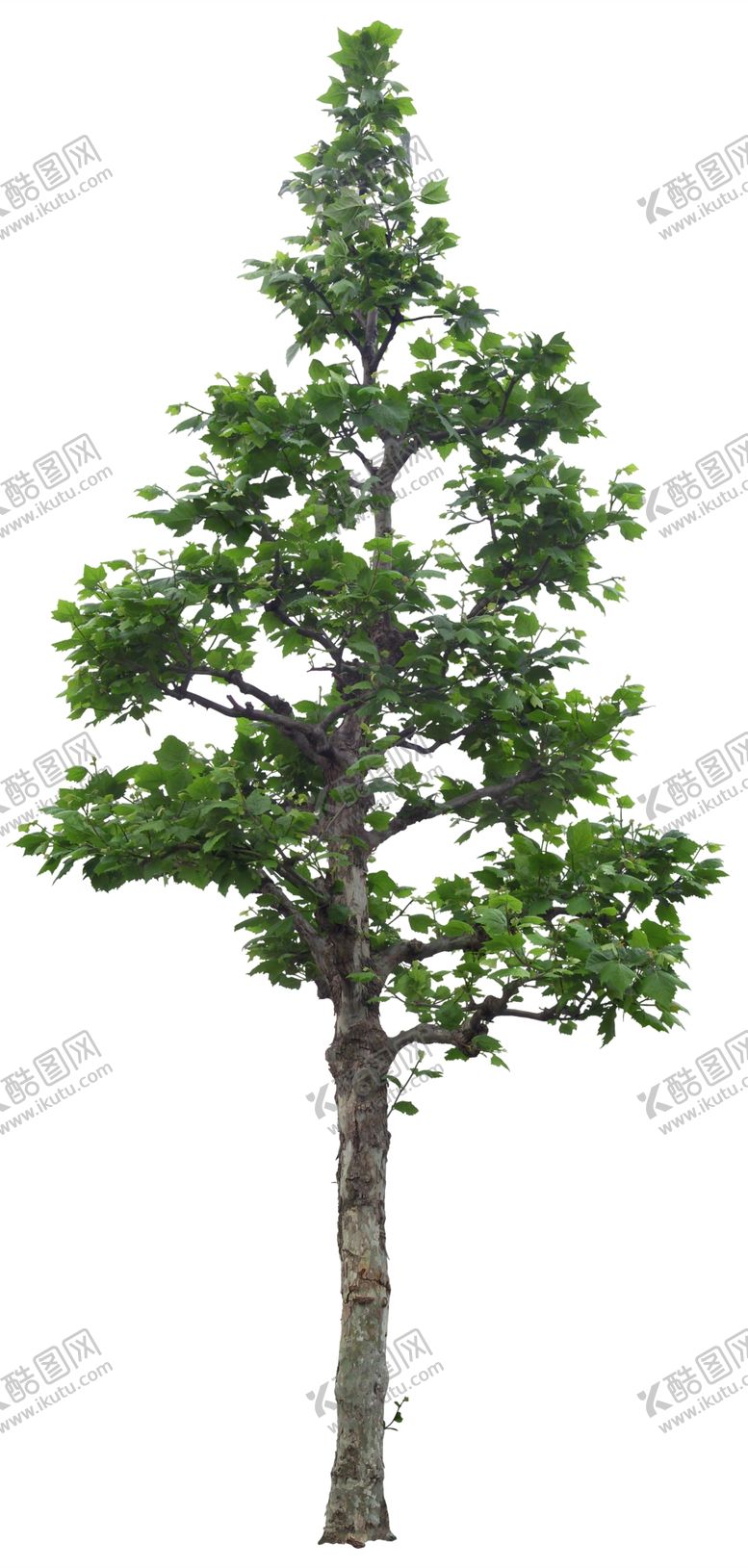 编号：17106110181252507924【酷图网】源文件下载-免扣植物树木素材图片