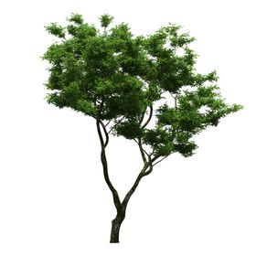 景观树