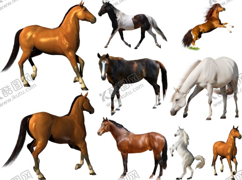 编号：41266710101424145412【酷图网】源文件下载-马png免扣高清素材