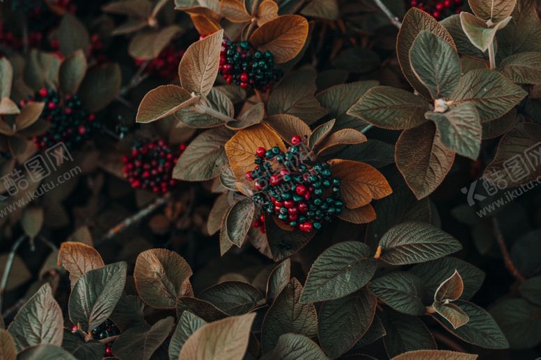 编号：68922109240454594080【酷图网】源文件下载-红豆杉树浆果