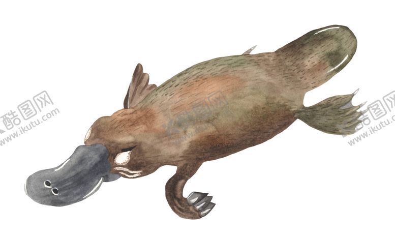 编号：20425309172157282208【酷图网】源文件下载-澳大利亚水彩动物