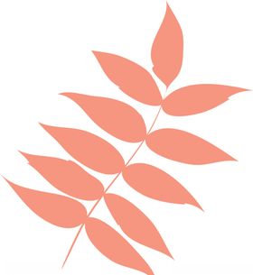 矢量树叶插图