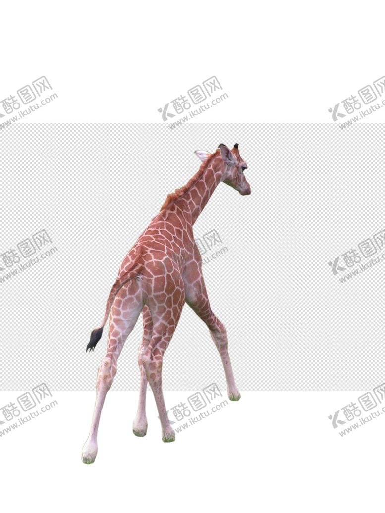 编号：14296204250106229909【酷图网】源文件下载-长颈鹿