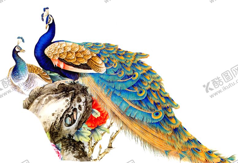 编号：47582409140932071801【酷图网】源文件下载-孔雀