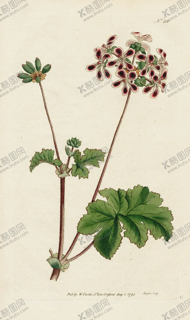 编号：56971807010657196163【酷图网】源文件下载-欧式复古色调花朵植物