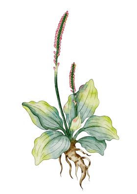 水彩绘仲裁要车前草素材