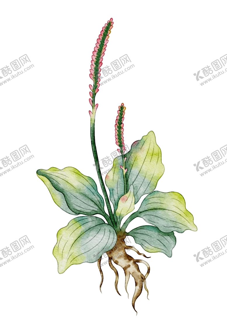 编号：47524004032327591448【酷图网】源文件下载-水彩绘仲裁要车前草素材
