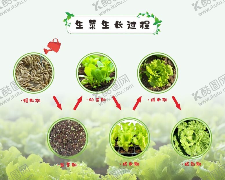 编号：67414401211442562978【酷图网】源文件下载-生菜生长过程