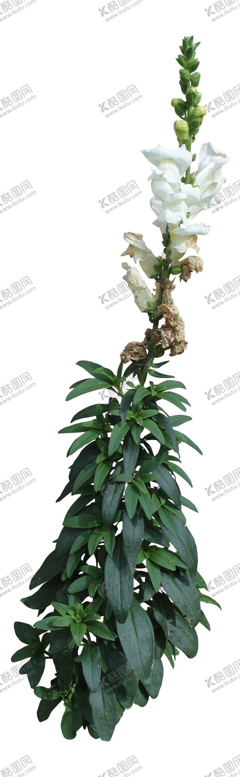 编号：85751510301449163810【酷图网】源文件下载-花卉植物素材