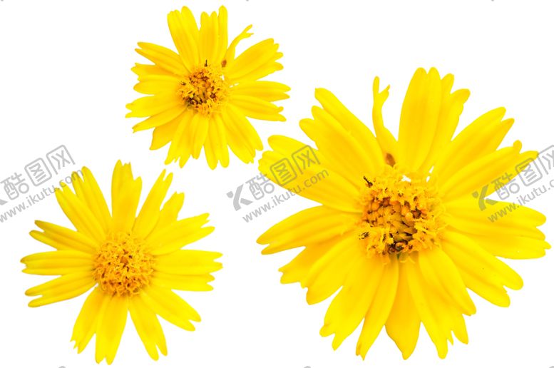 编号：64820709151040499718【酷图网】源文件下载-菊花装饰