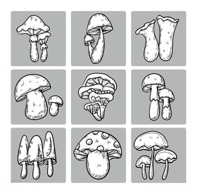 山珍蘑菇手绘线稿